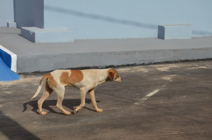 cão caramelo