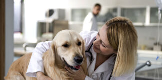 Prefeitura de João Monlevade abre cadastro para castração de cães e gatos