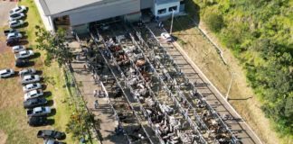 Bons negócios no Leilão de Gado de Leite e Corte de São Gonçalo