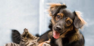 Prefeitura de Monlevade abre inscrição on-line para castração para cães e gatos