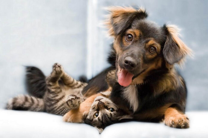 Prefeitura de Monlevade abre inscrição on-line para castração para cães e gatos