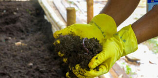 Prefeitura de Itabirito realiza primeira retirada de húmus de minhoca no viveiro municipal