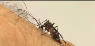 Prefeitura de Itabirito reforça ações de combate à dengue diante de aumento de casos em Minas