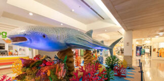 O Fantástico Mundo Marinho: exposição chega a Itabirito na próxima quarta-feira