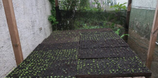 Secretarias se unem para desenvolver hortas comunitárias em Ouro Preto