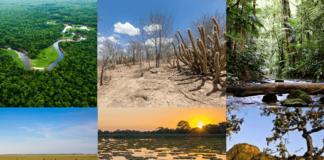 Um em cada 3 jovens não sabem o bioma em que vivem, aponta pesquisa