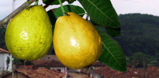 São Bartolomeu anuncia Festa Cultural da Goiaba para o feriado de 21 de abril