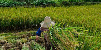 Quem são os empresários de Minas que estão na lista suja do trabalho escravo de 2023