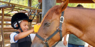 Equoterapia completa um ano com cerca de 500 sessões a alunos da rede educacional