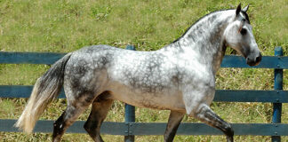 Mariana anuncia a Semana do Cavalo Mangalarga Marchador