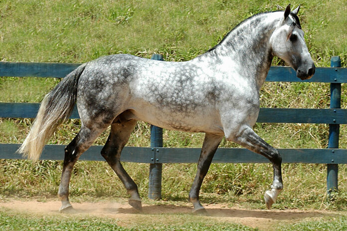 Mariana anuncia a Semana do Cavalo Mangalarga Marchador