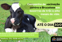 Campanha de Vacinação contra Brucelose acontecerá até o final de junho de 2023, em Mariana