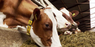 Prefeitura de São Gonçalo vai adquirir 450 toneladas de silagem para produtores de leite