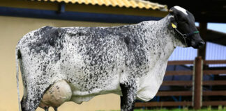 São Gonçalo incentiva a evolução da genética animal com doação de embriõesEmbriões ajudam a melhorar geneticamente o rebanho são-gonçalense - DivulgaçãoSão Gonçalo incentiva a evolução da genética animal com doação de embriões