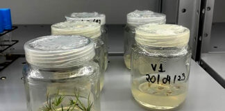 Cientistas estudam técnicas para propagar plantas raras de Minas Gerais