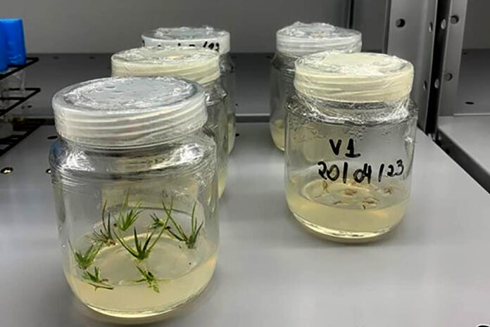 Cientistas estudam técnicas para propagar plantas raras de Minas Gerais