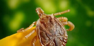 Secretaria de Saúde de Ouro Preto alerta e orienta população sobre a febre maculosa