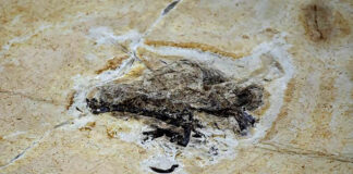 Alemanha devolve fóssil Ubirajara jubatus ao Cariri cearense