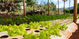 Técnica mulching: Prefeitura de Itabirito investe em propriedades de agricultores familiares