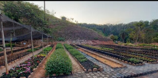 Viveiro de Mudas de São Gonçalo desenvolve parcerias