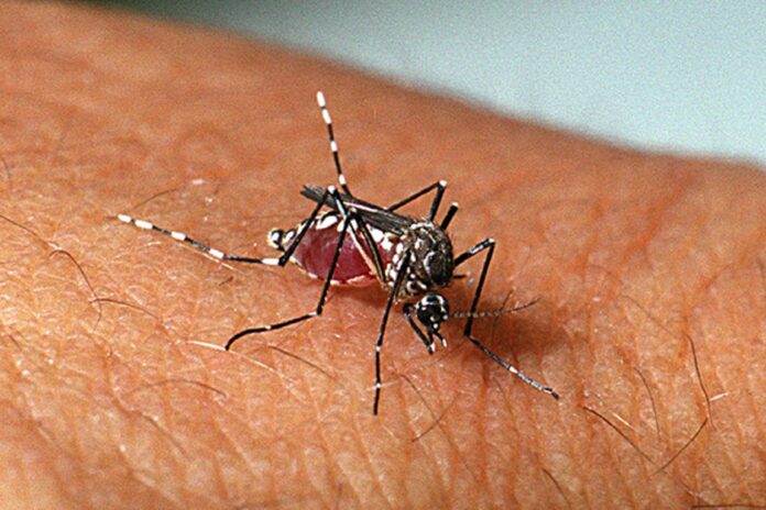 Aedes aegypti fêmea - foto Genilton Vieira-IOC