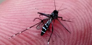 Minas decreta emergência e Rio tem explosão nos casos de dengue