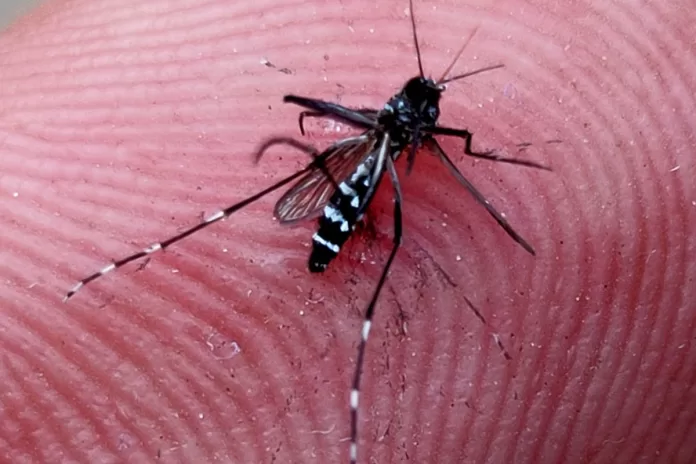 Minas decreta emergência e Rio tem explosão nos casos de dengue