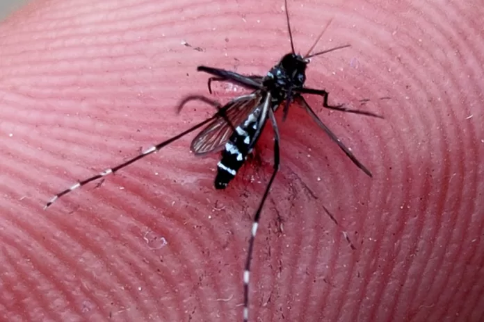 Aedes_aegypti_-_Dengue_Mosquito Minas decreta emergência e Rio tem explosão nos casos de dengue