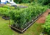 Prefeitura de Itabirito disponibiliza seis mil mudas de árvores frutíferas