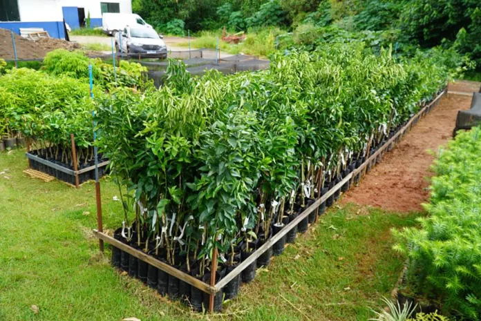 Prefeitura de Itabirito disponibiliza seis mil mudas de árvores frutíferas