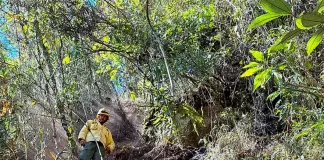 Após oito dias, incêndio no Parque Nacional do Itatiaia é extinto