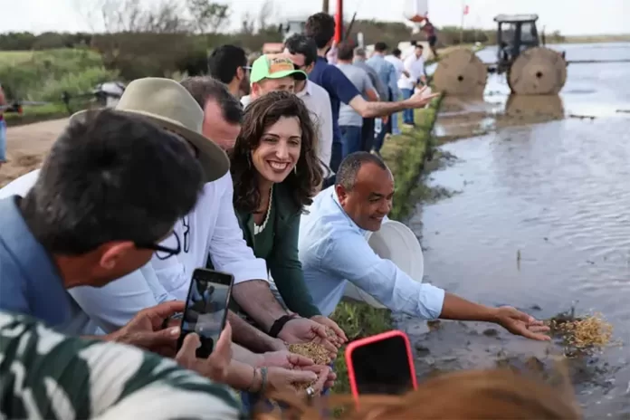 MST retoma o plantio de arroz agroecológico no RS após enchente