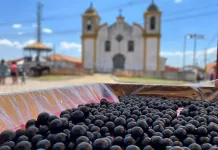 Festa da Jabuticaba de Cachoeira do Campo é sucesso de público, repleto de experiência em todos os sentidos