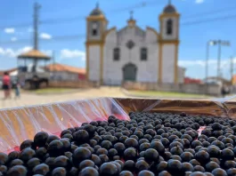 Festa da Jabuticaba de Cachoeira do Campo é sucesso de público, repleto de experiência em todos os sentidos