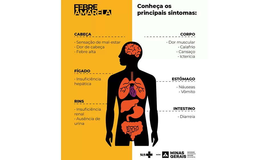 Infográfico com os sintomas da febre amarela.