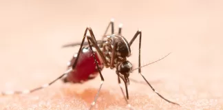 Mosquito Aedes Aegypti, transmissor da febre amerela.