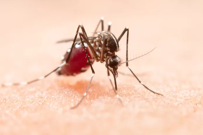 Mosquito Aedes Aegypti, transmissor da febre amerela.