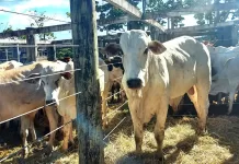 17º Leilão de Gado de Leite e Corte de São Gonçalo do Rio Abaixo