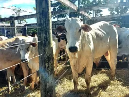 17º Leilão de Gado de Leite e Corte de São Gonçalo do Rio Abaixo