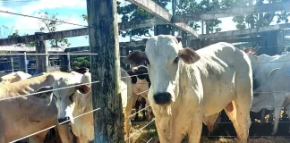 17º Leilão de Gado de Leite e Corte de São Gonçalo do Rio Abaixo