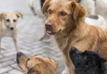 Cachorros.