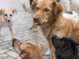 Cachorros.