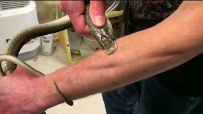 cobra Getty Images