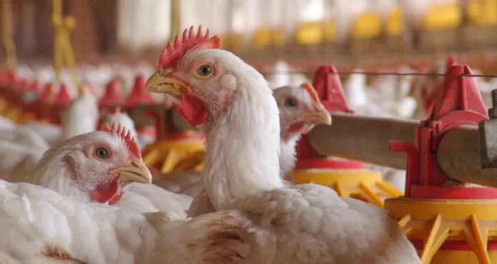frango-aves-gripe-aviaria-china