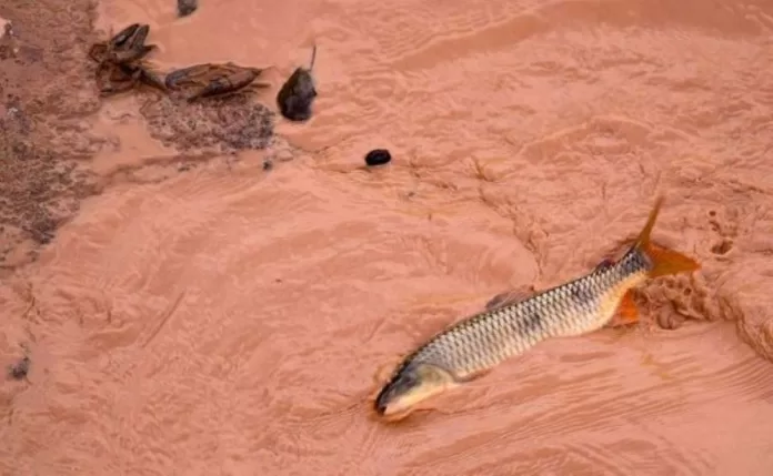 rio doce peixes Leonardo Merçon Inst Últimos Refúgios
