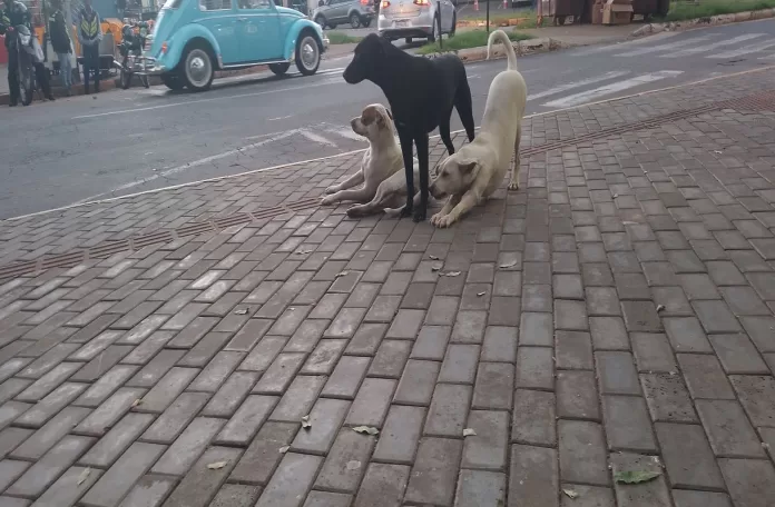 cães jm mundo 1200
