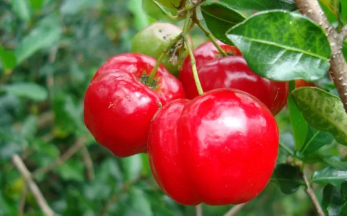 muda de acerola
