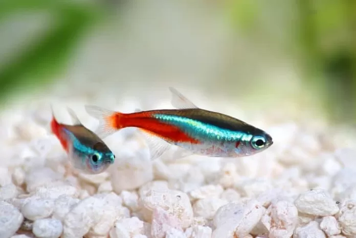 peixes-de-agua-doce-interna
