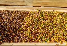 Produtores rurais se organizam para viabilizar criação de marca de café em Ouro Preto