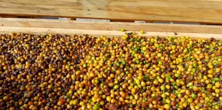 Produtores rurais se organizam para viabilizar criação de marca de café em Ouro Preto